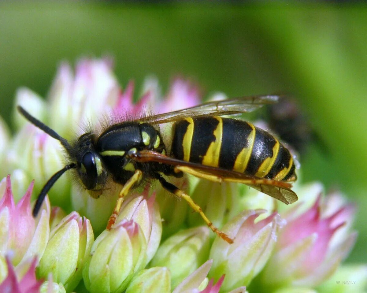 Шершень обыкновенный. Wasp оса. Осы это. Желтый шершень насекомое. Оса.
