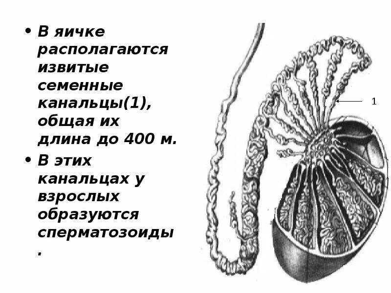 Семенники это в биологии. Придаток яичка анатомия строение. Семенники располагаются. Строение семенника человека. Выносящие канальцы яичка.