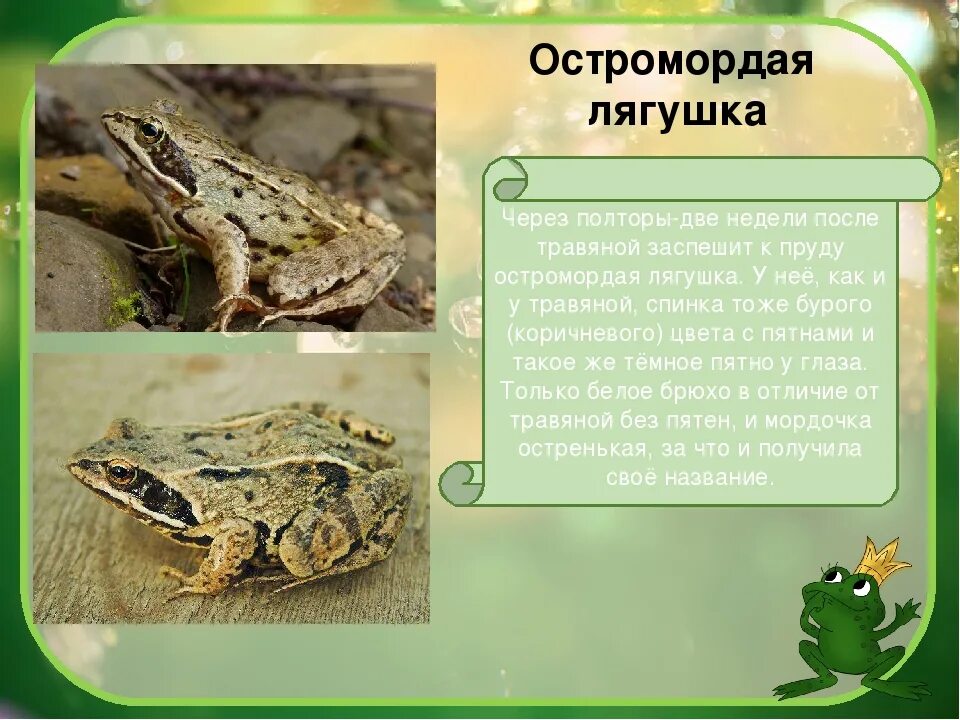 Особенности образа жизни лягушки. Озерная Прудовая травяная остромордая лягушка. Остромордая и травяная лягушка отличия. Остромордая лягушка самец. Строение остромордой лягушки.