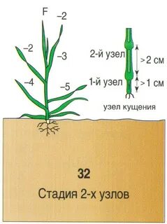 Лист фаз