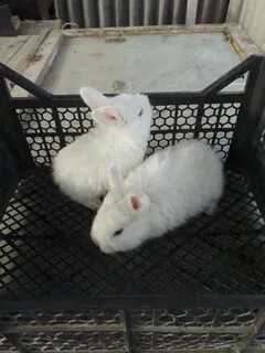1 у крольчихи