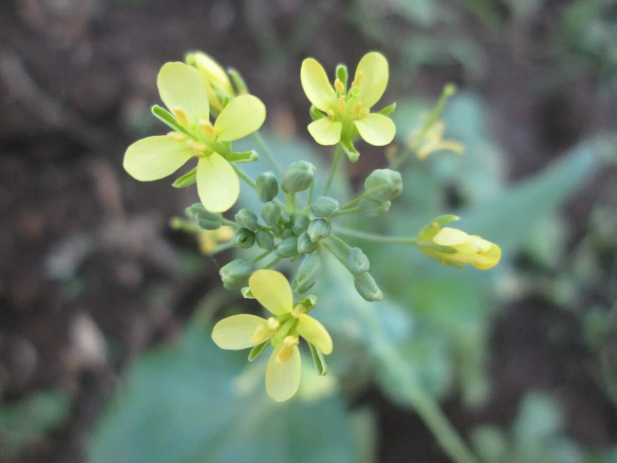 Капуста травянистое растение. Brassica fruticulosa. Дикая Средиземноморская капуста. Капустные Капустоцветные. Vinnie Brassica.