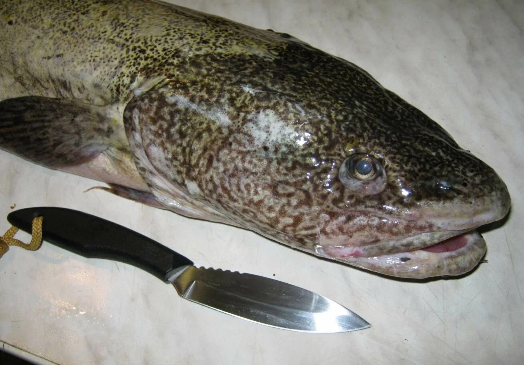 Щука чищеная. Чешуя рыбы щуки. Щучья чешуя. Карп желтый платиновый. Чешуя щуки.