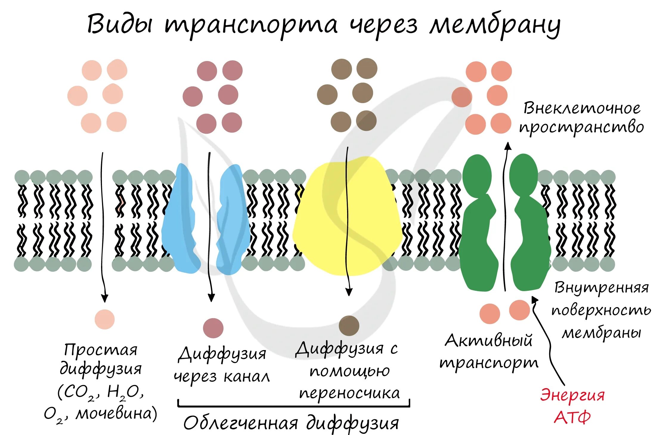 Какой вид мембранного транспорта показан на рисунке. Пассивный транспорт веществ через клеточную мембрану. Мембранный транспорт пассивный активный облегченный. Схема транспорта через клеточную мембрану. Виды транспорта через клеточную мембрану схема.