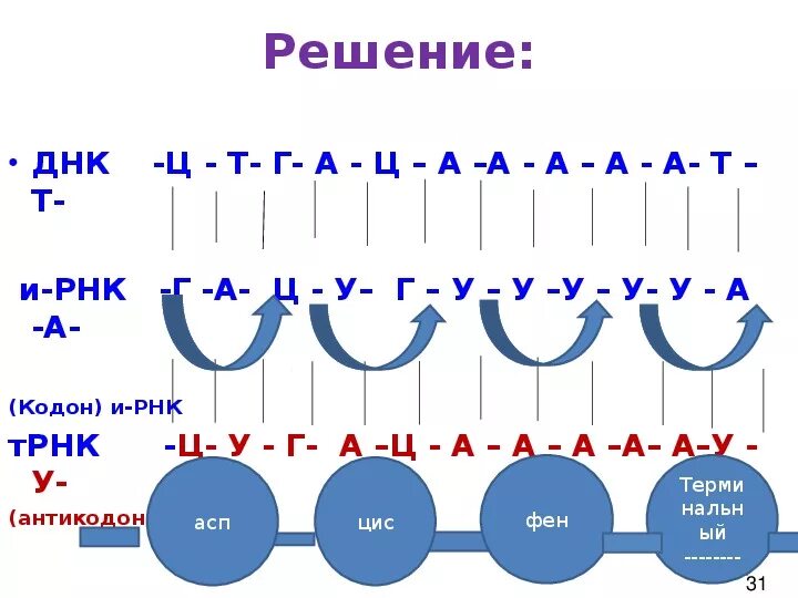 Биология задачи на биосинтез белка. Последовательность решения задач на Биосинтез белка ЕГЭ. Решение задач на Биосинтез белка. Биология 10 класс задачи на Биосинтез белка. Задачи на Биосинтез белка таблица.