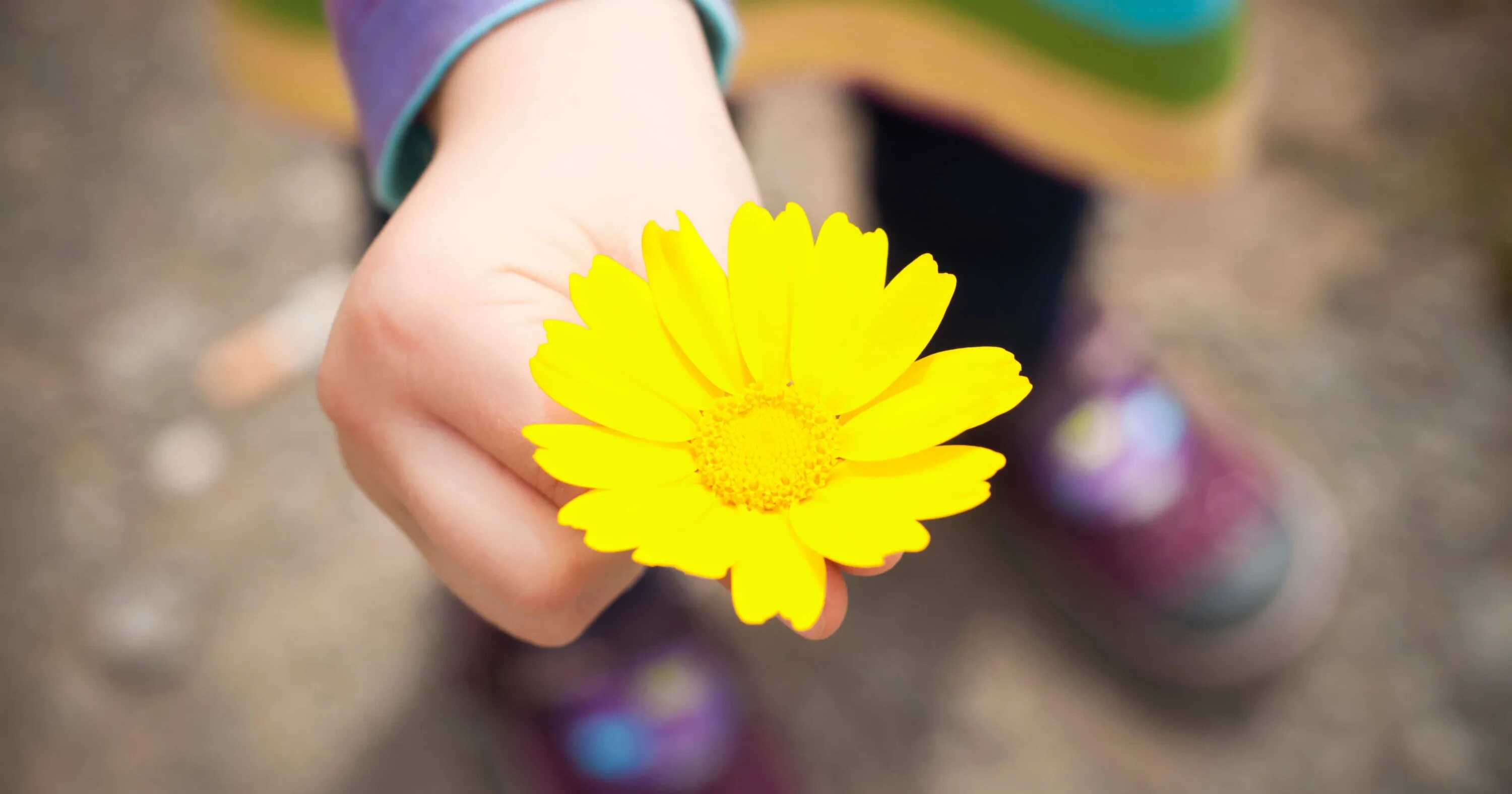 Малыш протянул руки навстречу маме впр. Протягивает цветочек. Ребёнок протягивает цветочек. Цветок на руку.. Руки детские протягивают цветы.