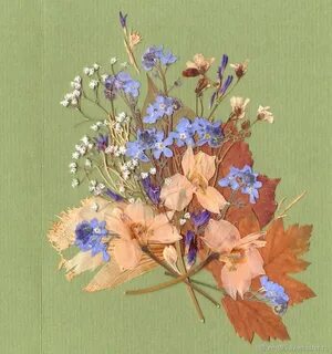 Ошибана картины из засушенных