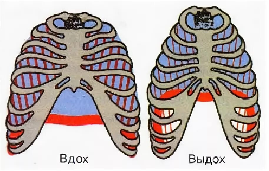 5 составляющих вдоха. Механизм вдоха. механизм вдоха и выдоха человека. механизм вдоха и выдоха легкие. механизм дыхательных движений вдоха и выдоха.