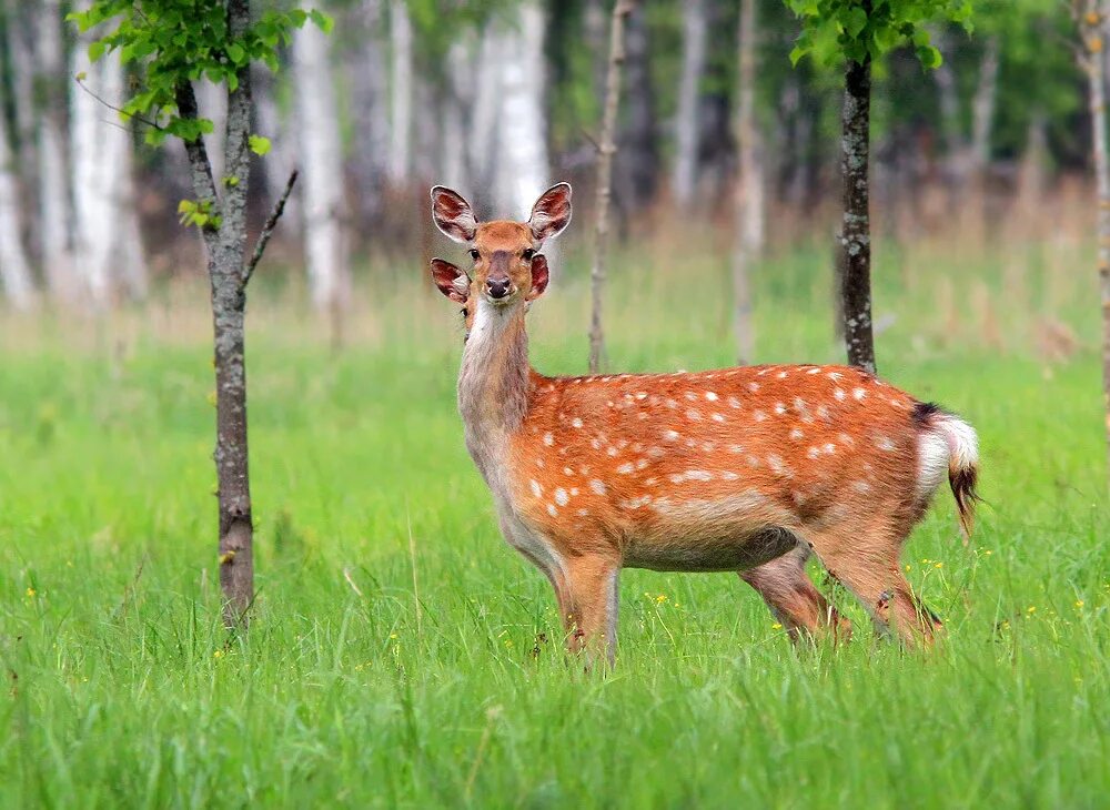 Индийский пятнистый олень 5 букв сканворд. Олень пятнистый (Cervus Nippon). Уссурийского пятнистого оленя (Cervus Nippon). Пятнистый олень Оленята. Маньчжурский пятнистый олень.