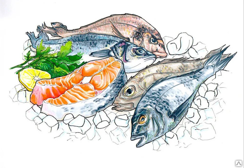 Кровь рыб в питании. Рыба и морепродукты. Рыбные продукты для детей. Рыба морепродукты вектор. Морепродукты на белом фоне.