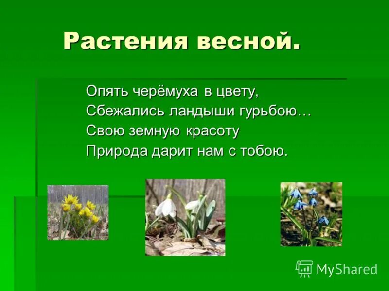 Красота растений 2 класс окружающий