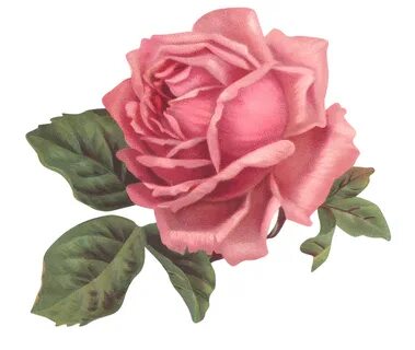 Flores rose