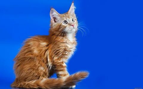 Однотонный окрас кошек