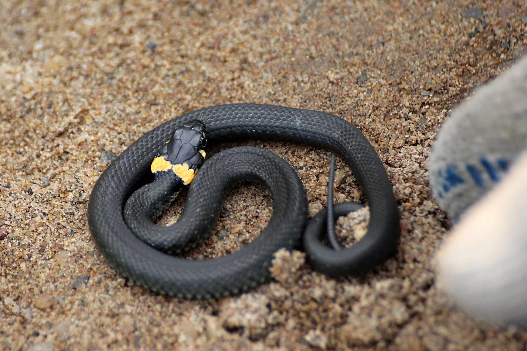 Черная змея на голове пятна. Гадюка черная с желтыми пятнами. Змея гадюка маленькая черная. Обыкновенный уж. Гадюка черная с желтыми ушами.