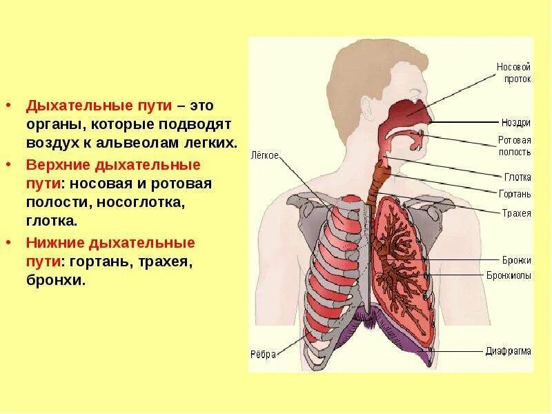 Установите последовательность органов дыхательной системы