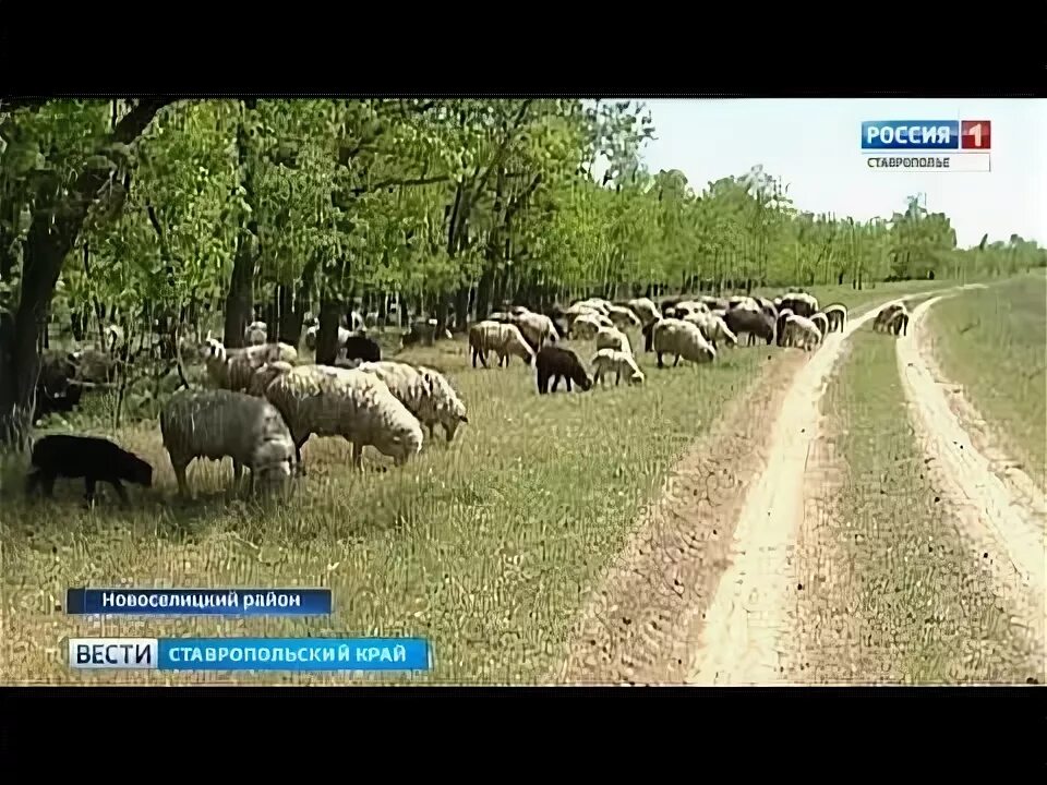 Хутор восточный ставропольский край советский. Хутор Восточный Ставропольский край. Хутор Восточный Ставропольский край Советский район. Польский Ставропольский край. Хутор польский Ставропольский край.