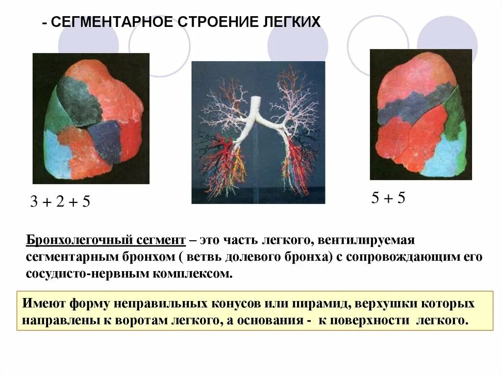 Легкое строение анатомия сегменты. Сегментарное строение легких. Гсегментарное строение легкихлегких. Сегмеентарное строениелегнких.