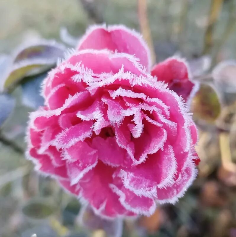 Сочинение на тему образ айгази. Не преувеличивайте свою значимость в чужой жизни. Читатель ждет рифму розы. Сочинить стихотворение. Произведения писателя пушкина.