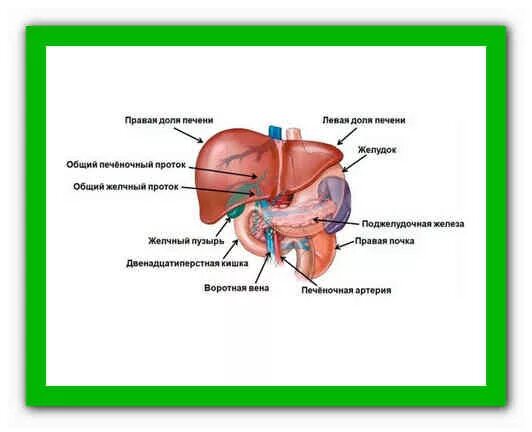 Застой печени лечение. Диффузные изменения паренхимы печени и поджелудочной железы.