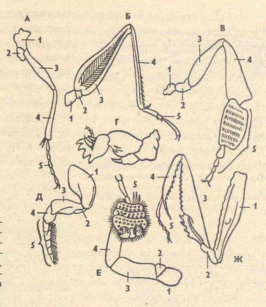 Строение конечности таракана. Типы конечностей. Типы конечностей насекомых. Строение лапки насекомого. Конечности беспозвоночных
