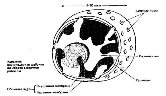 Как называется отверстие в оболочке ядра клетки. Компоненты клетки ядро ядрышко. Строение ядра клетки рисунок. Ядро клеткияжерная порп. Поры ядра клетки.