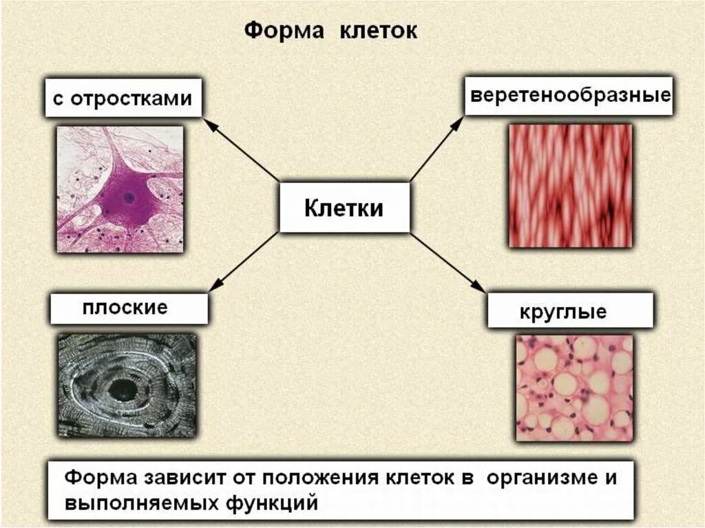 Типы тканей по форме клеток. Формы клеток у человека. Строение различных клеток. Ткани человека. Ткани животных организмов