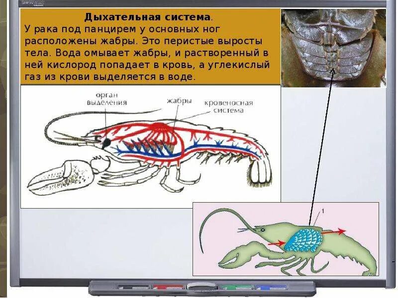 Дыхательная система жабры у ракообразных. Орган дыхания у пресноводных. Органы дыхания жабры у ракообразных. Строение ракообразных жабры.