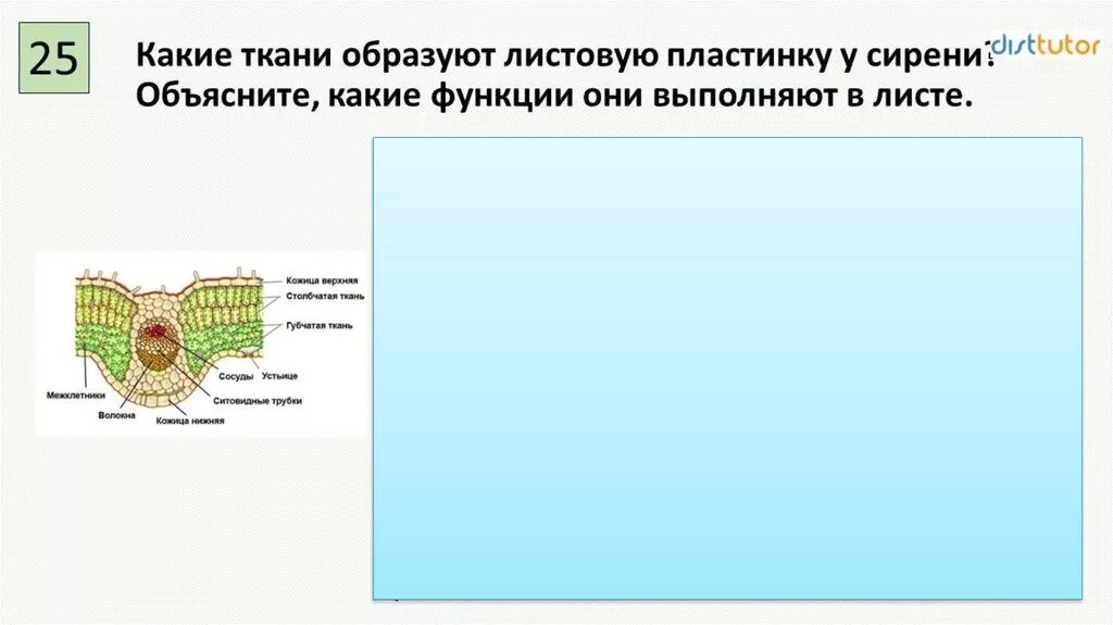 Какие клетки образуются листовую пластинку. Ткань листовой пластинки. Листовая пластинка сирени. Листовая пластика серени. Какие ткани образуют листовую пластинку.