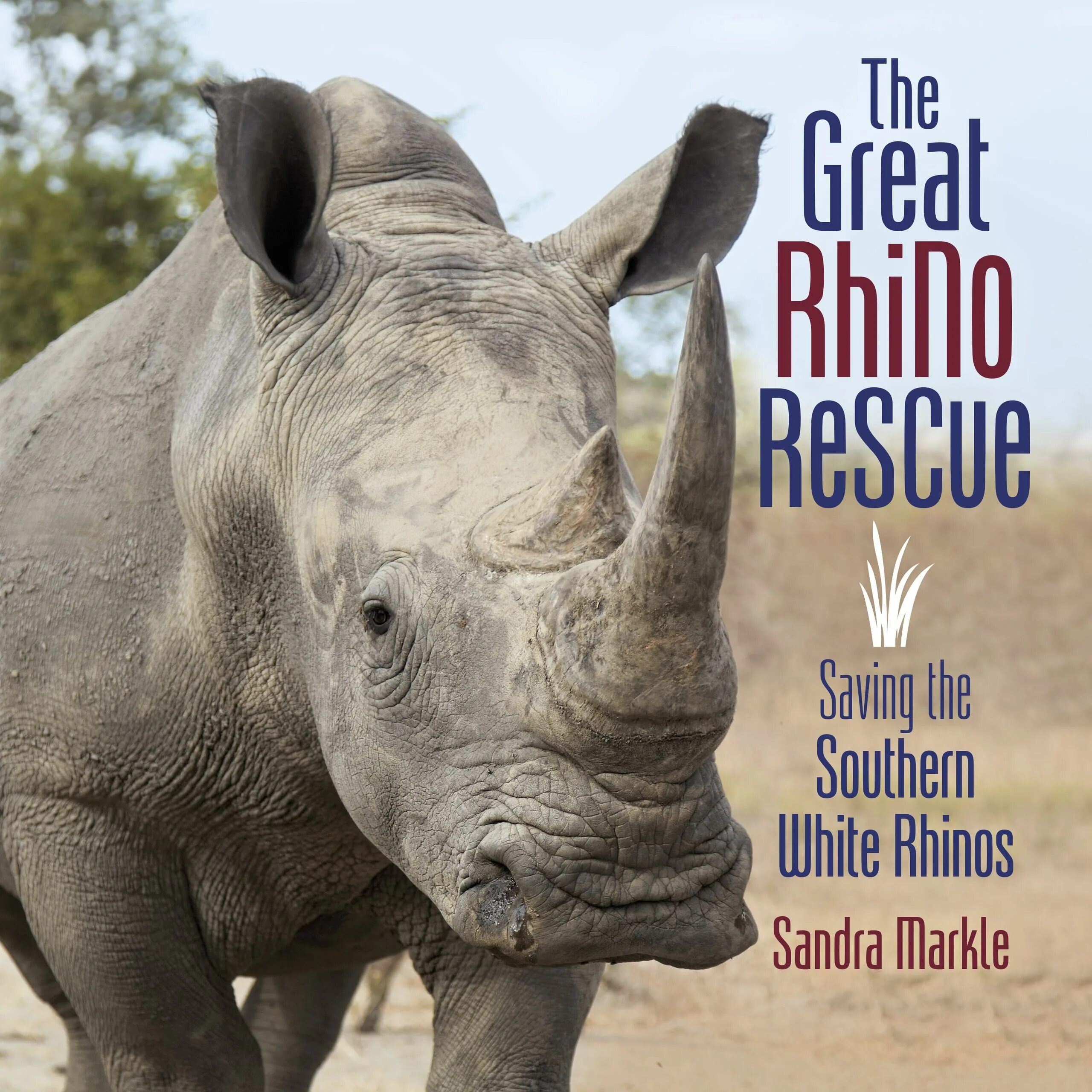 Great rhino. Rhino Rescue.