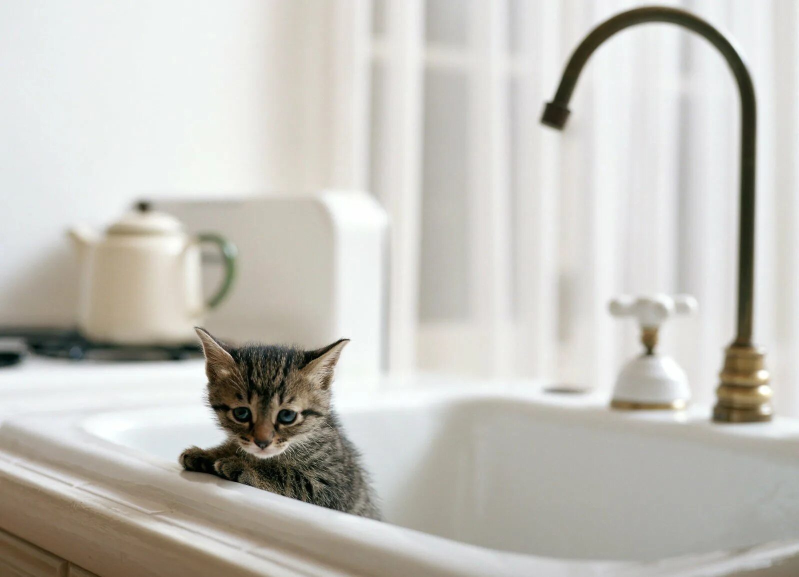 Кот под ванной. Кот в ванной. котенок купается. кошка в ванне. котик в раковине.