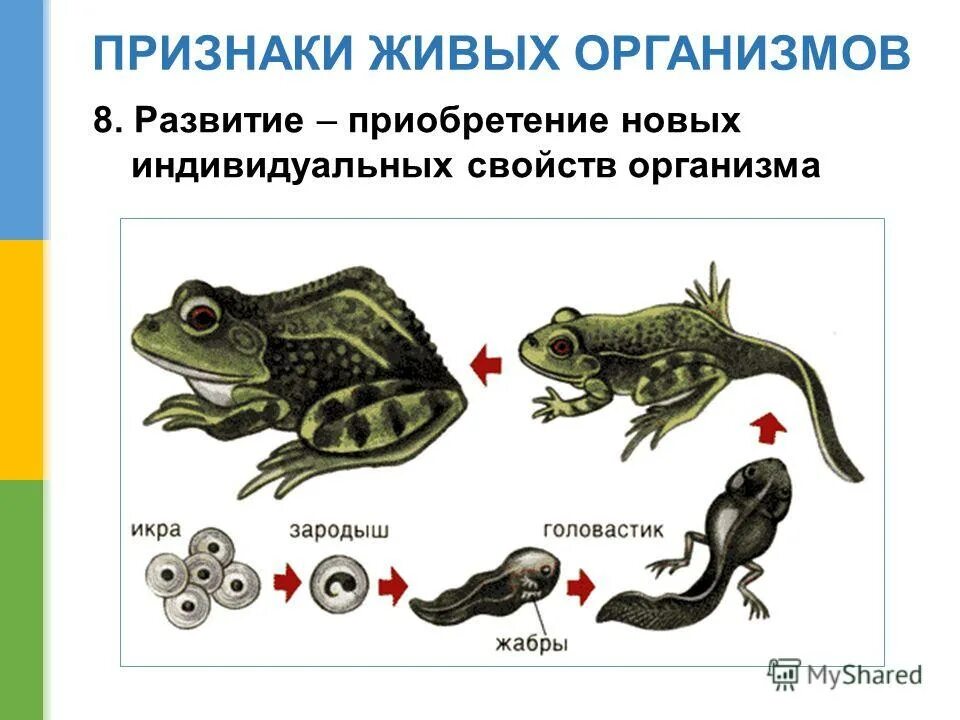 Наука о распространении живых организмов