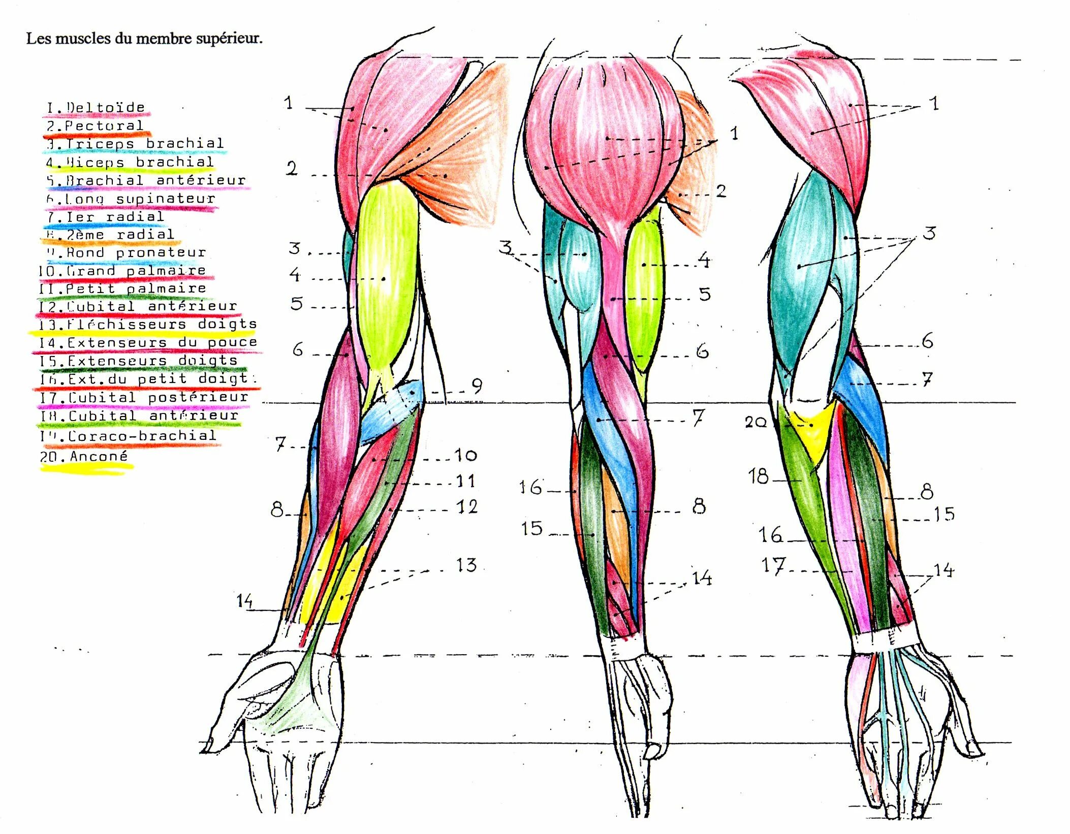 Мышцы руки анатомия человека. Мышцы руки схема. Рука анатомия строение мышц. Мышцы руки анатомия человека картинки.