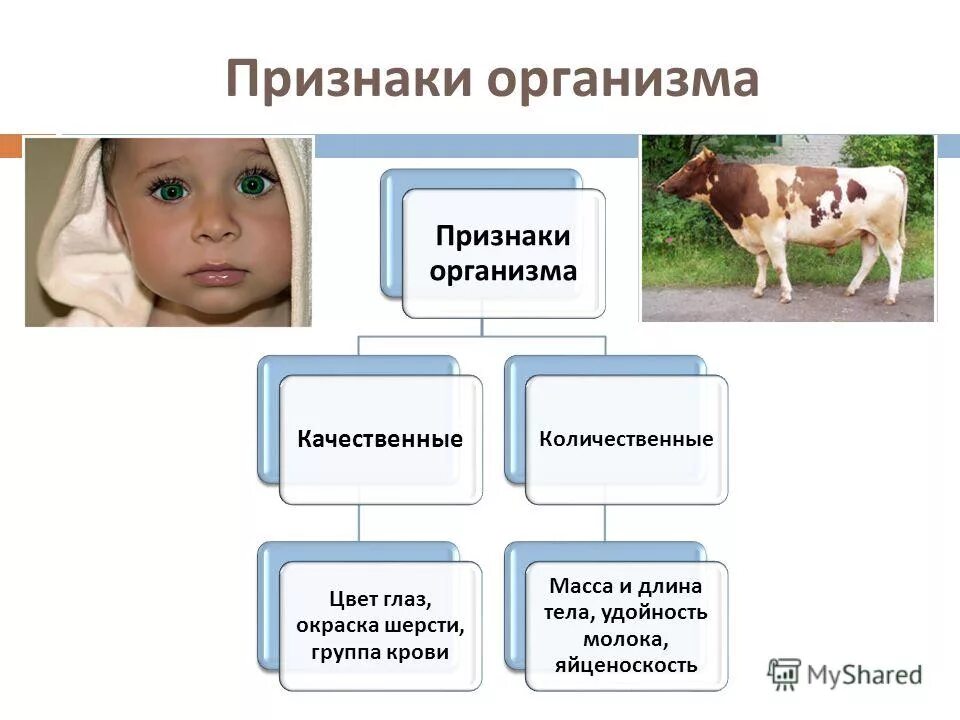 Основные характеристики мутационной изменчивости. Вопросы по теме изменчивость. Кроссворд по наследственности. Модификационная изменчивость в отличие от мутационной изменчивости. Мутационная изменчивость в отличие от модификационной носит.