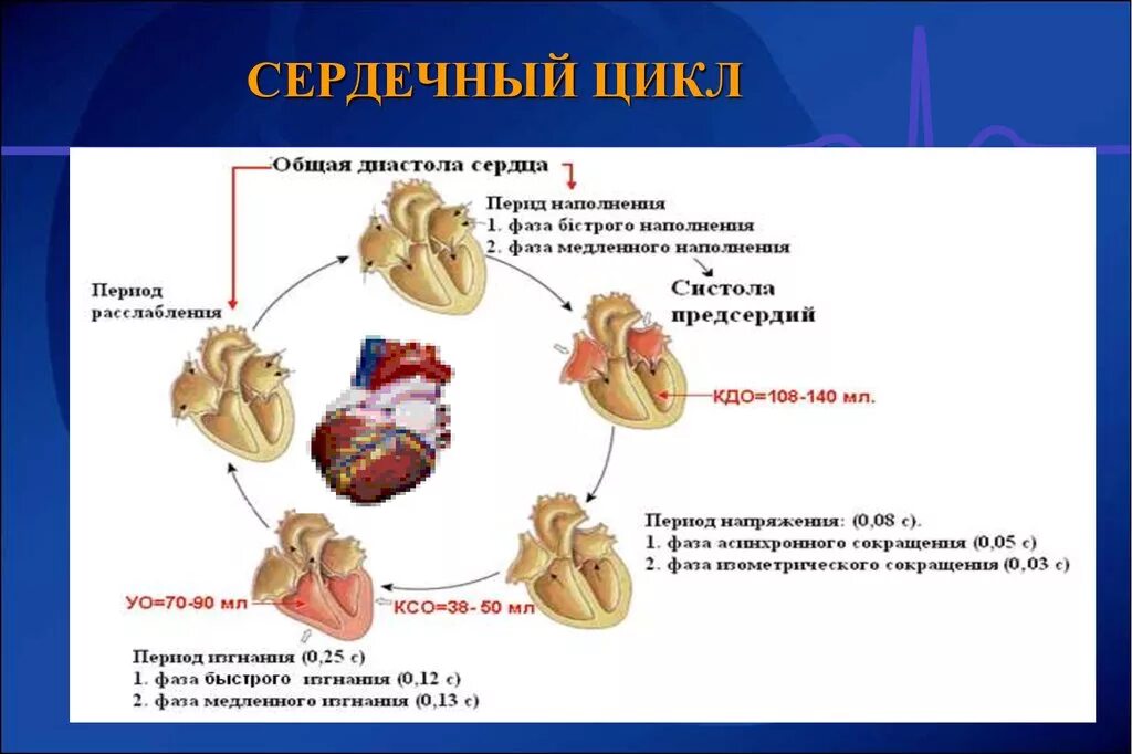 Сокращение предсердий в сердечном цикле. Физиологические основы сердечного цикла. Цикл сердечной деятельности схема. Сердечный цикл сердца. Фаза расслабления сердца.