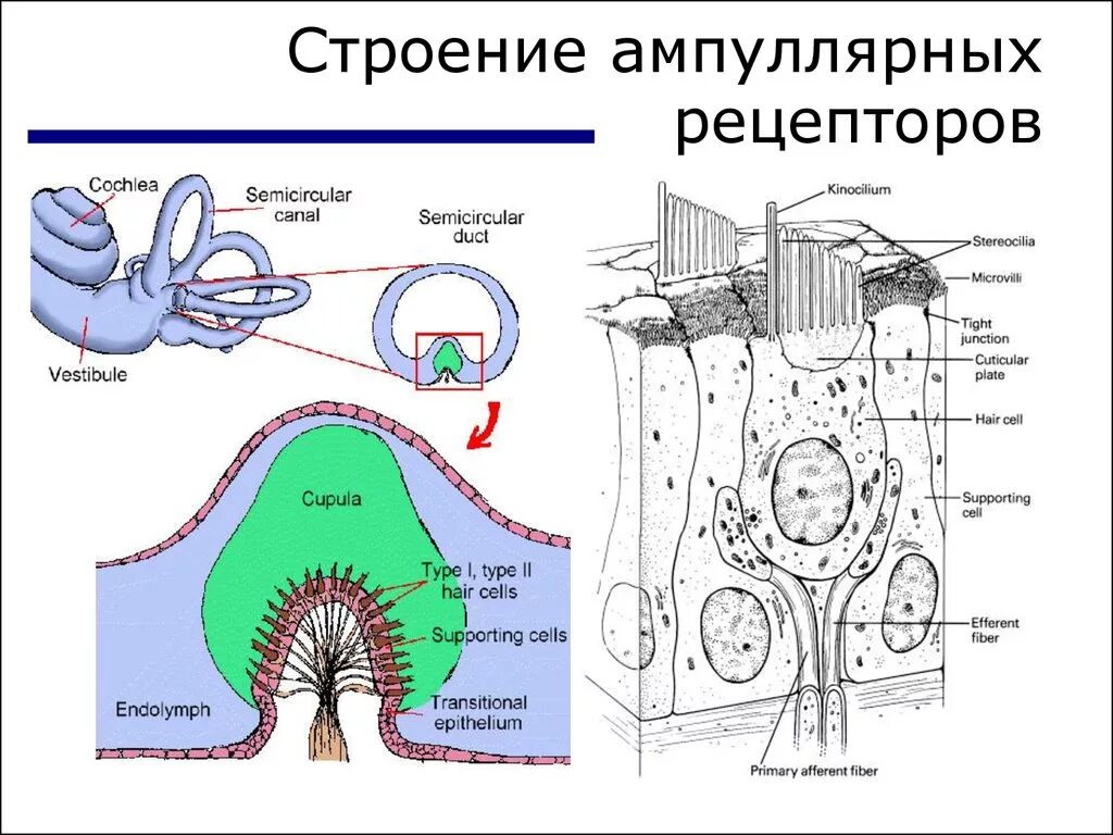 Периферический отдел вестибулярного аппарата. Схема периферического отдела вестибулярного анализатора. Строение периферического отдела вестибулярного анализатора. Отолитовый аппарат вестибулярного анализатора. Рецептор анализатор вестибулярный структура.