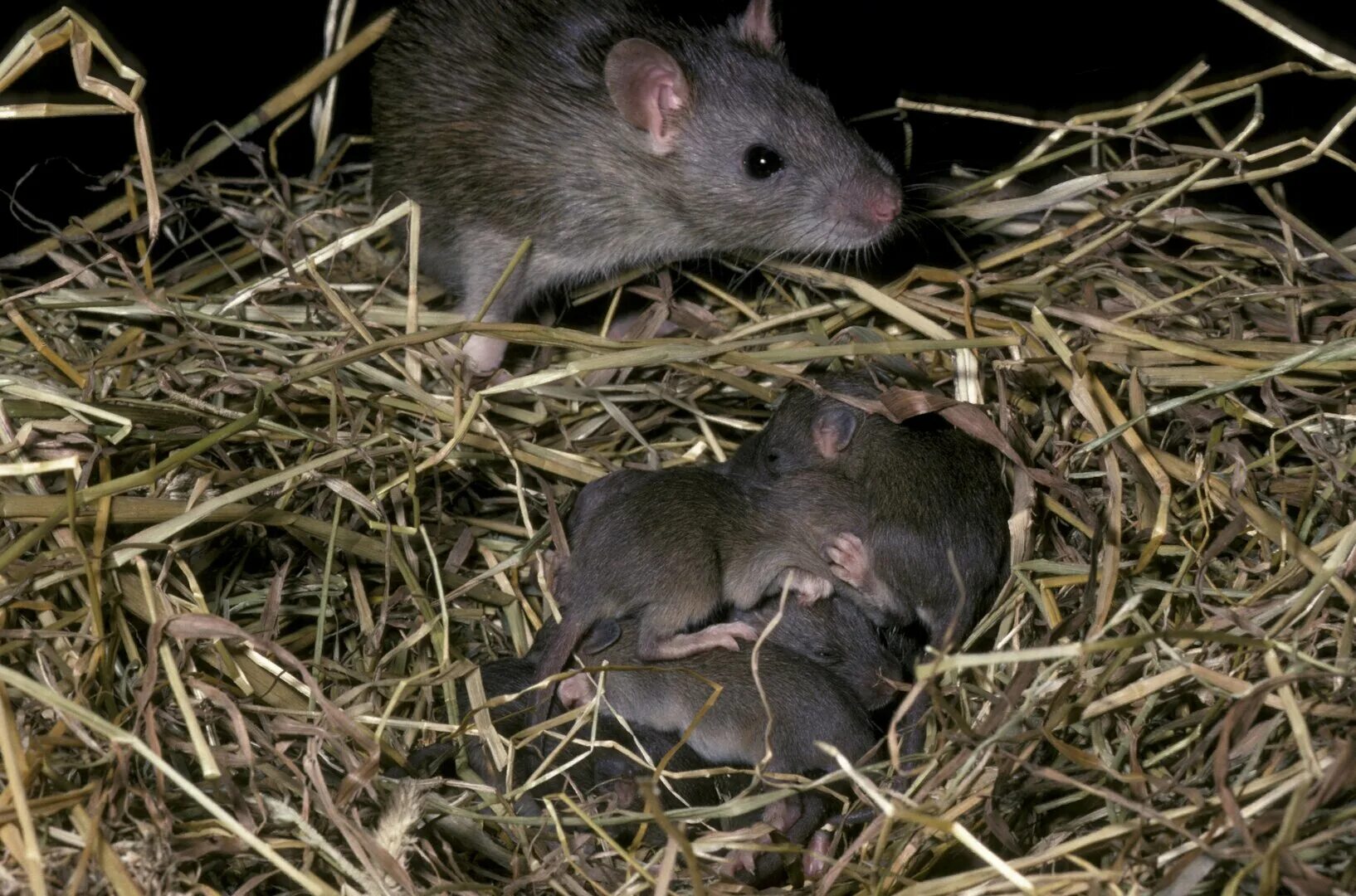Rattus Rattus чёрная крыса. Серая крыса Пасюк. Кинабулийская крыса (Rattus baluensis). Серая крыса Rattus norvegicus. Развитие мышей