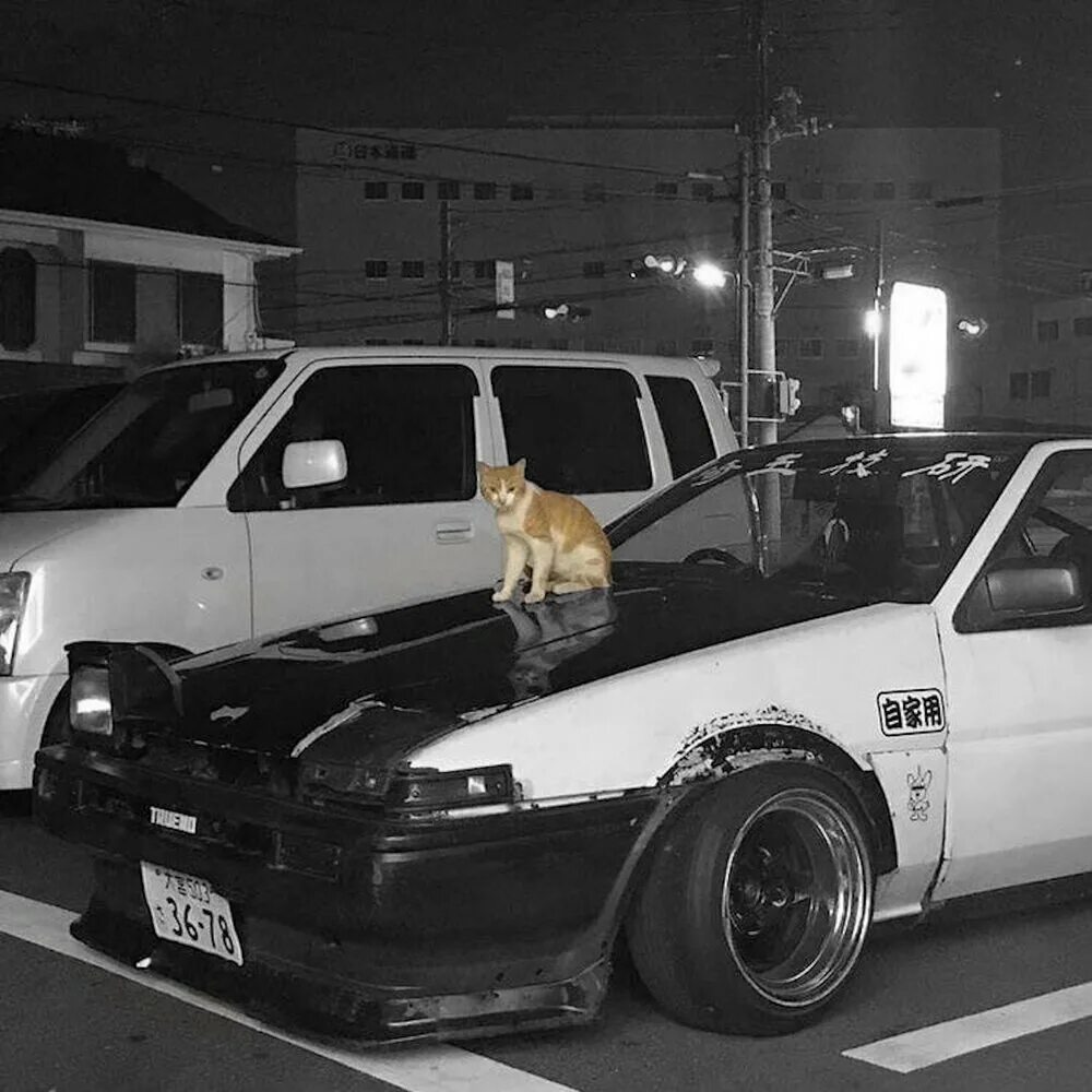 Kitty fonk обложка soviss. Kitty fonk. Kitty fonk. Kitty fonk. Kitty fonk.
