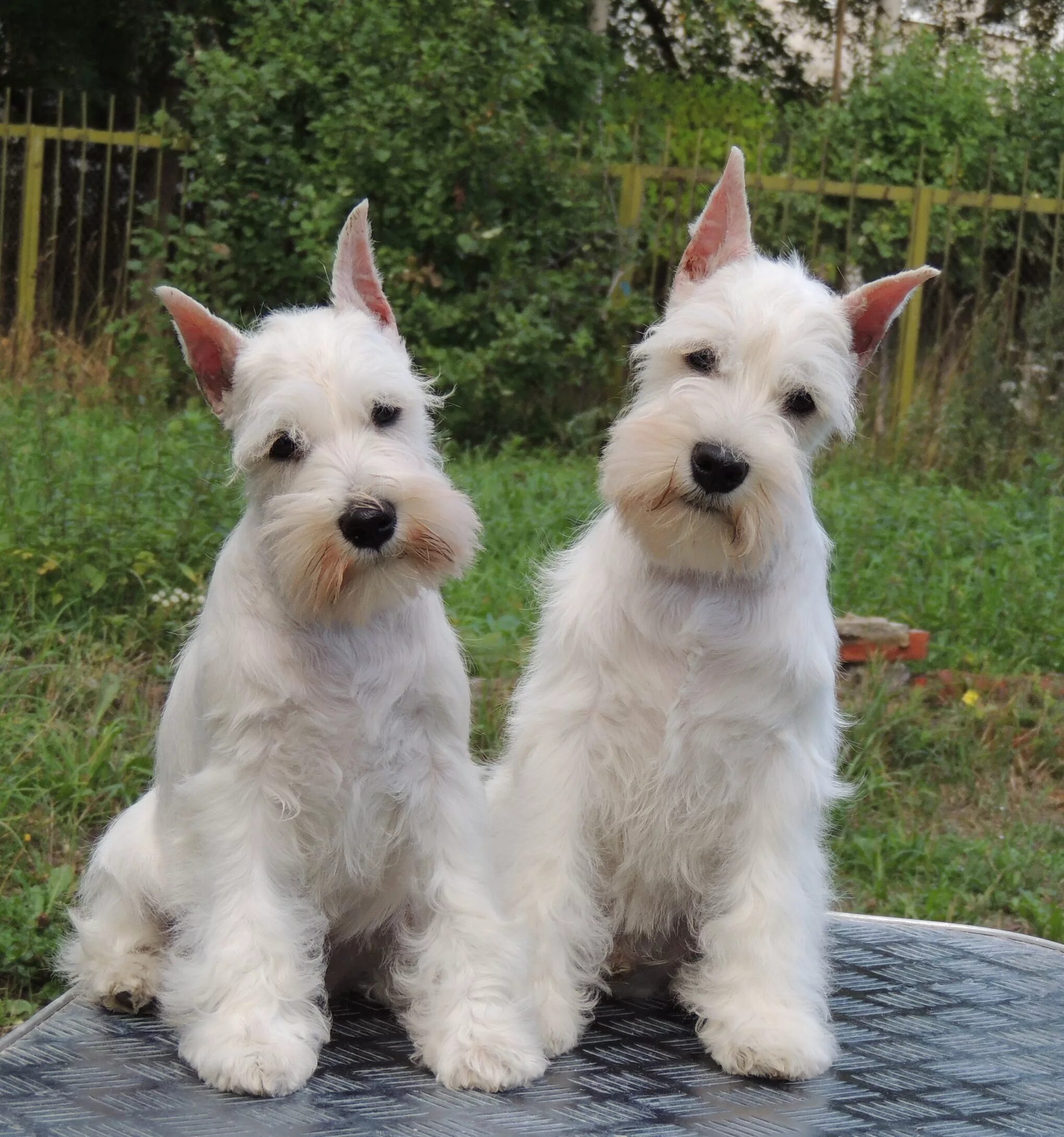 Терьеры белого окраса. Йоркширский терьер белый окрас. Порода вест-хайленд-уайт-терьер. Вэстхайлендуайттерьер. Цверг терьер белый.