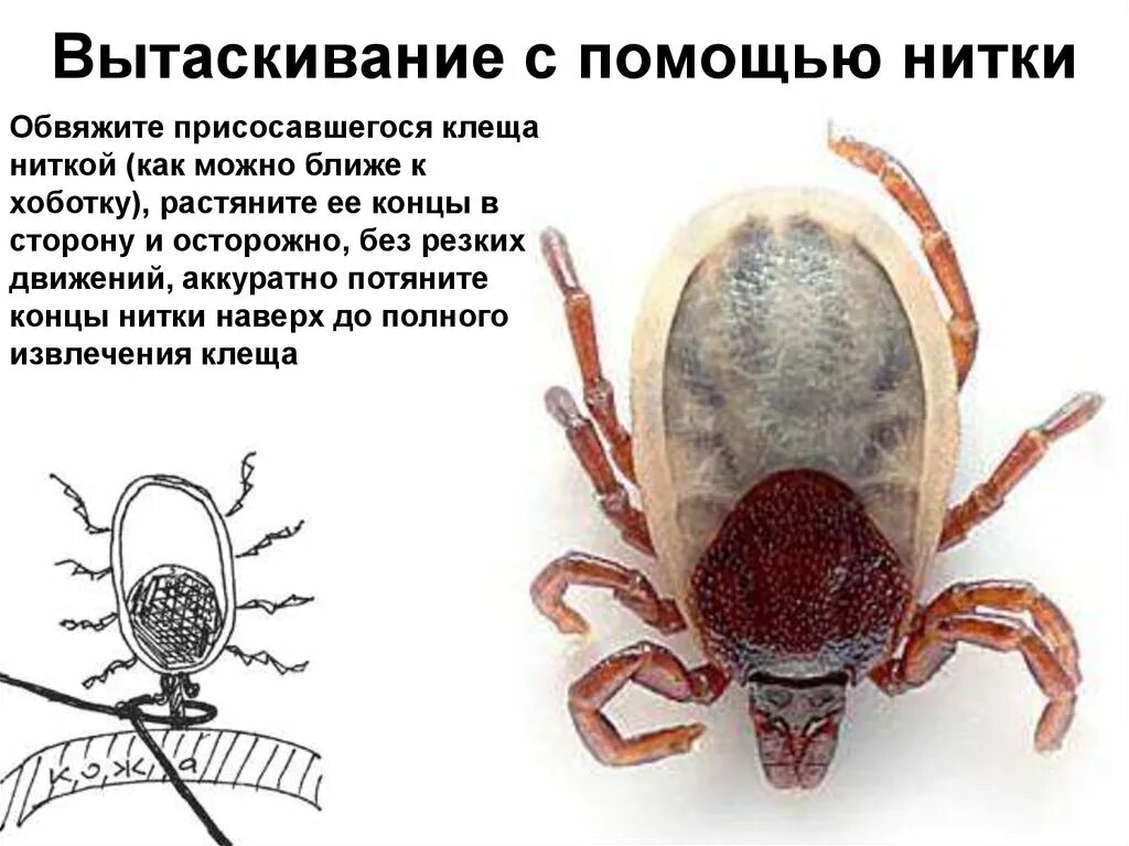 Хобот клеща. Хобот клеща