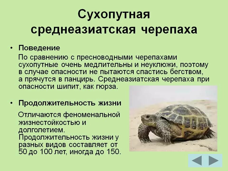 Сколько живут черепахи в домашних условиях сухопутные. Среднеазиатская сухопутная черепаха. Среднеазиатская сухопутная черепаха большая. Среда обитания сухопутной черепахи. Степная Среднеазиатская черепаха среда обитания.