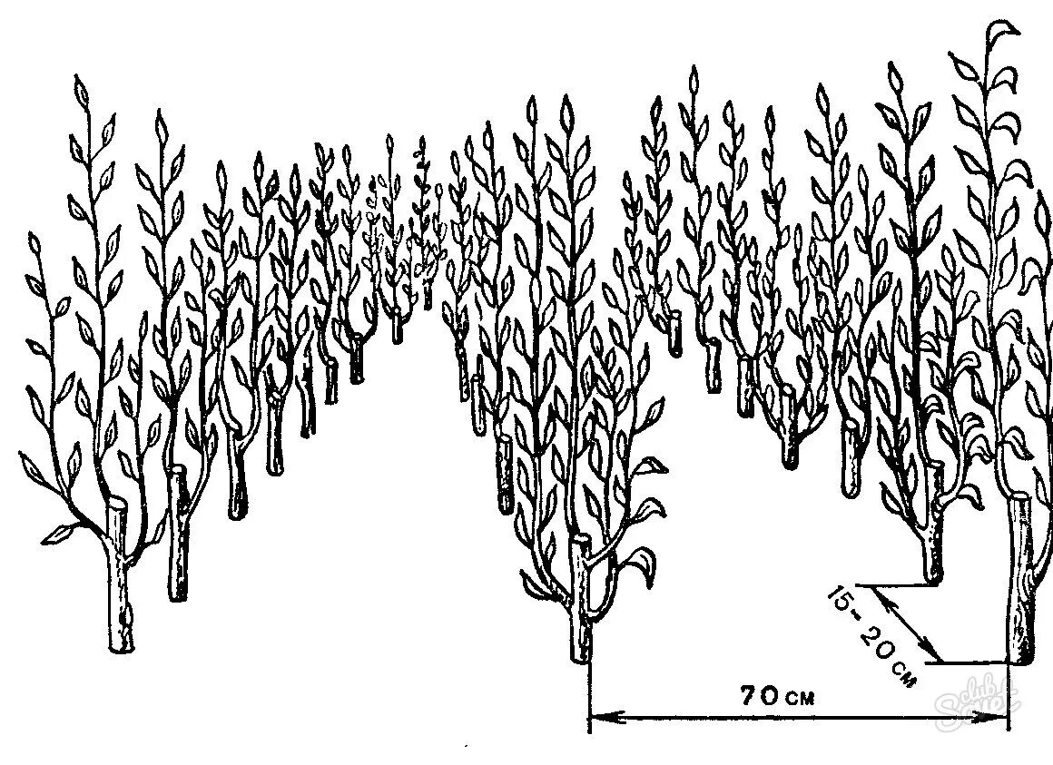 На каком расстоянии сажать сад. Схема посадки яблонь на подвой. Схема посадки саженцев 106 подвой. Схема посадки колоновидных яблонь. Схема посадки низкорослых яблонь.