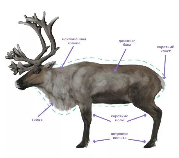 Как называют северного оленя. Внешнее строение Северного оленя. Строение Северного оленя.