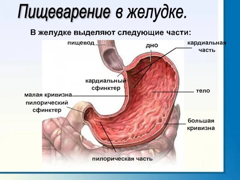 Клапан между желудком и пищеводом. Пилорический сфинктер желудка. Кардиальный сфинктер желудка. Кардиальный и пилорический сфинктер. Кардия желудка что это такое анатомия.