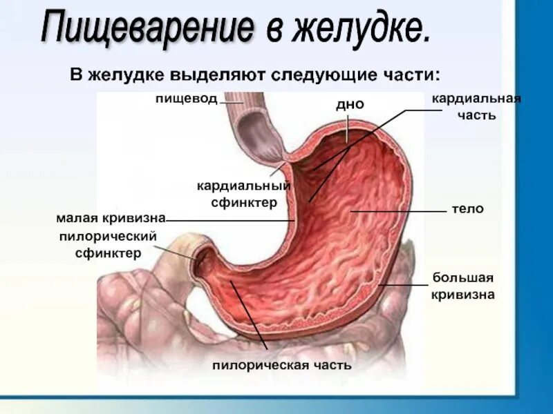 Пилорический сфинктер желудка. Кардия желудка что это такое анатомия. Кардиальный сфинктер желудка