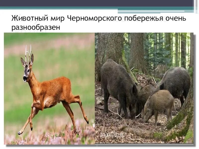 Животные черноморского побережья кавказа и крыма