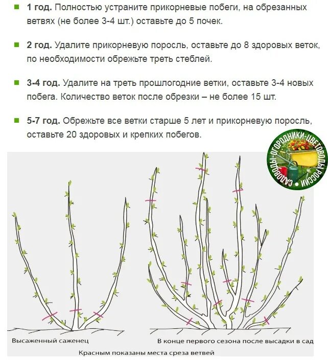 Как подрезать смородину весной. Схема обрезки куста крыжовника. Схема обрезки крыжовника весной. Схема обрезки крыжовника осенью. Формирующая обрезка крыжовника весной.