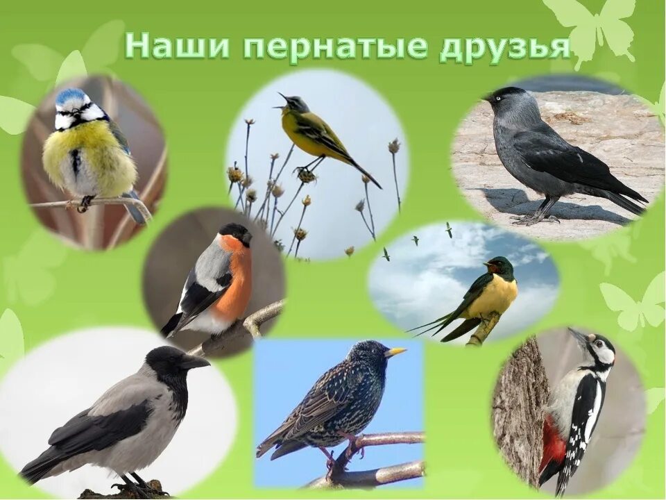 Почему птицы наши друзья. Наши пернатые друзья. Птицы наши пернатые друзья. Беседа наши пернатые друзья. Пернатые соседи и друзья.