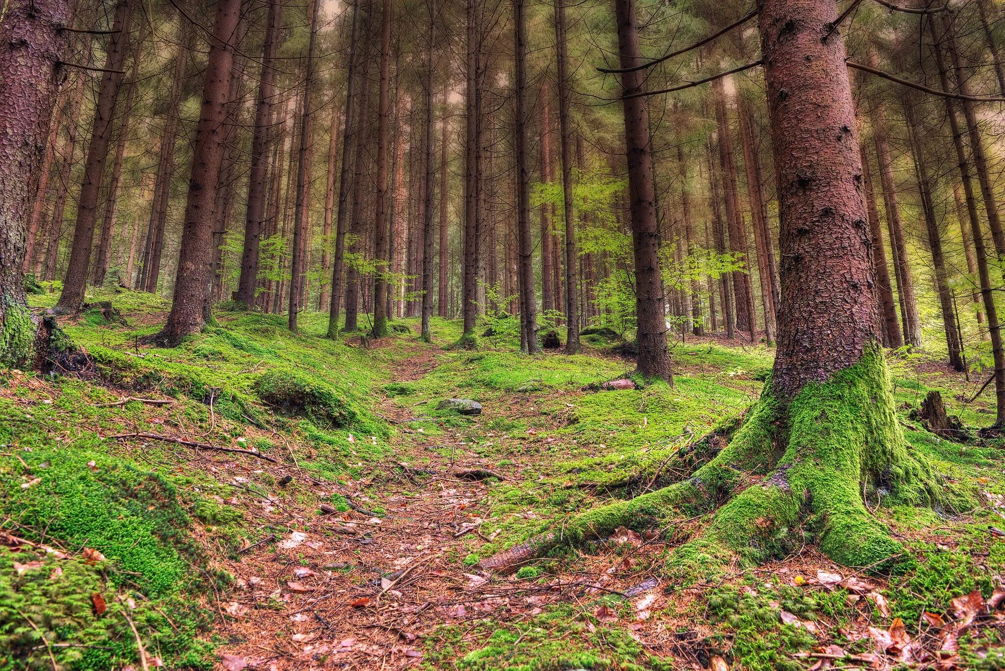 Свободный лес. Лес Вереск ручей Шотландия. Мхи Караканского Бора. Мшистый сосняк. Кунашир замшелый лес.