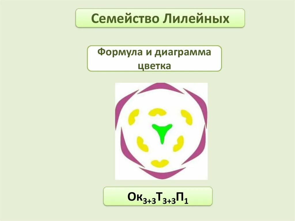 Класс семейства лилейные. Семейство лилейные диаграмма цветка. формула цветка лилейных. формула цветка семейства лилейные. формула и диаграмма цветка лилейных.