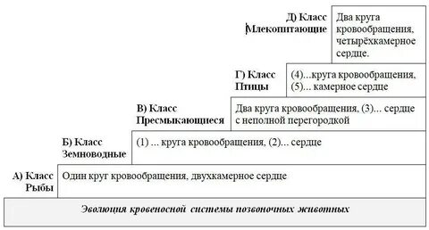 Заполните схему эволюция